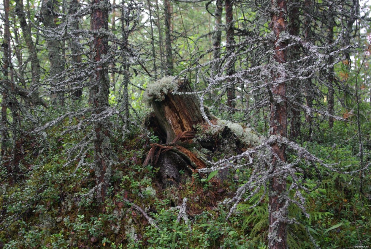 Карелия парк Леший