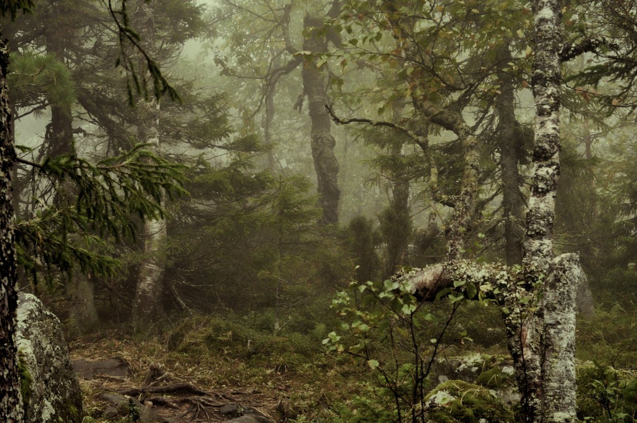 Тайга чаща непролазная