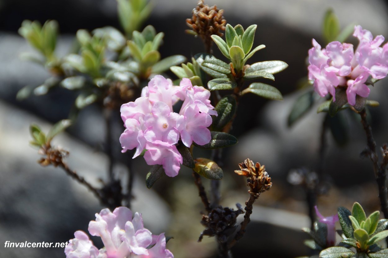 Саган дайля рододендрон Адамса