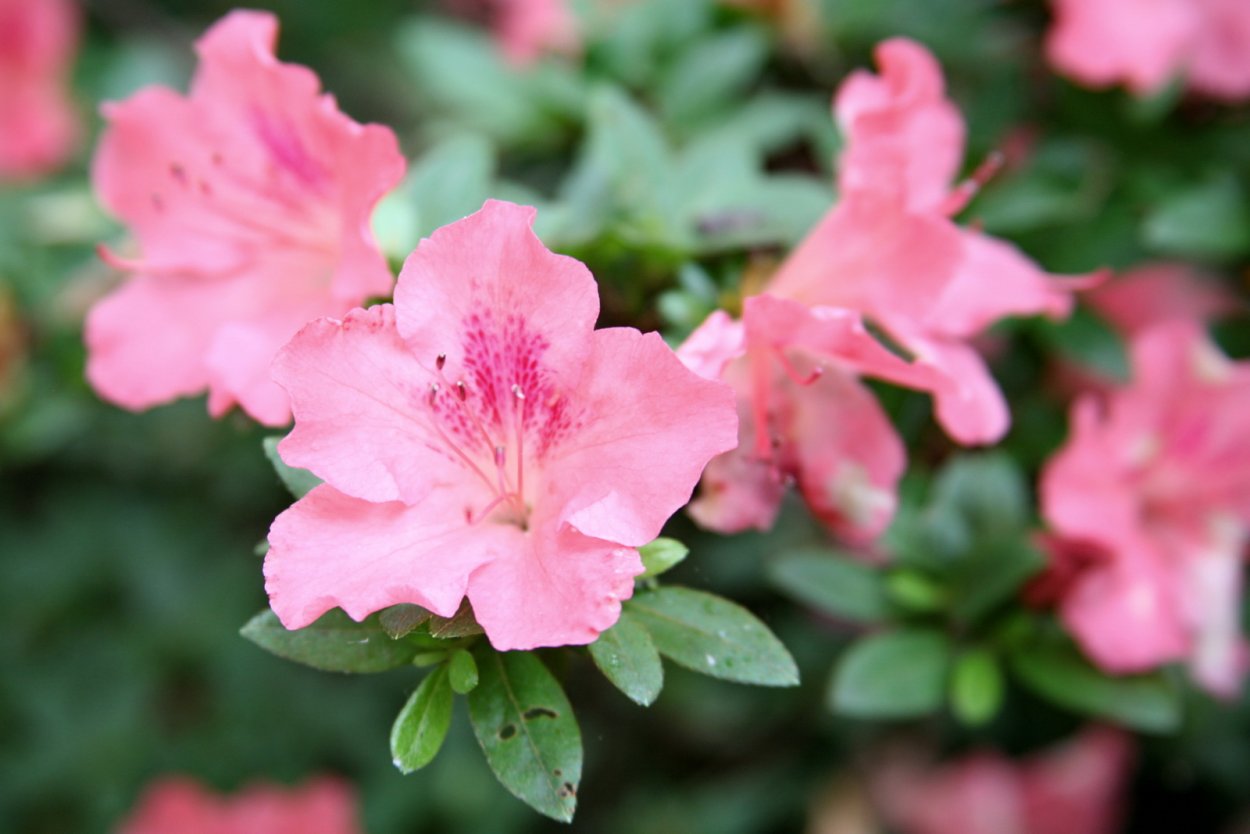 Рододендрон Адамса