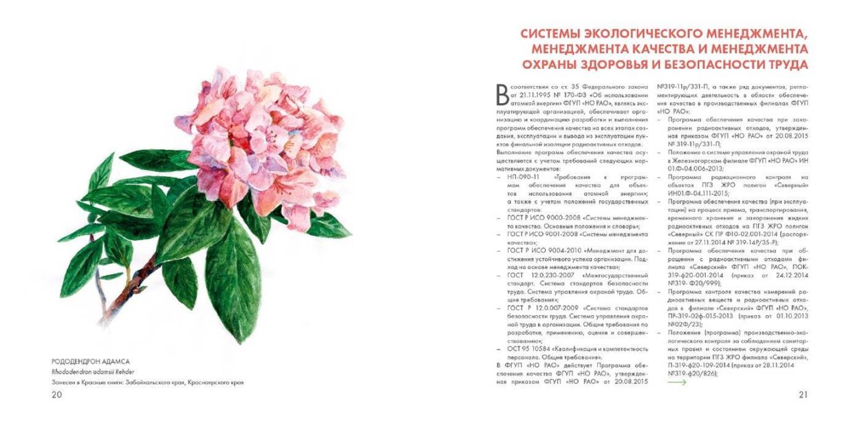 Рододендрон adamsii