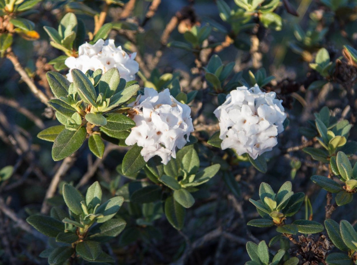 Rhododendron myrtifolium