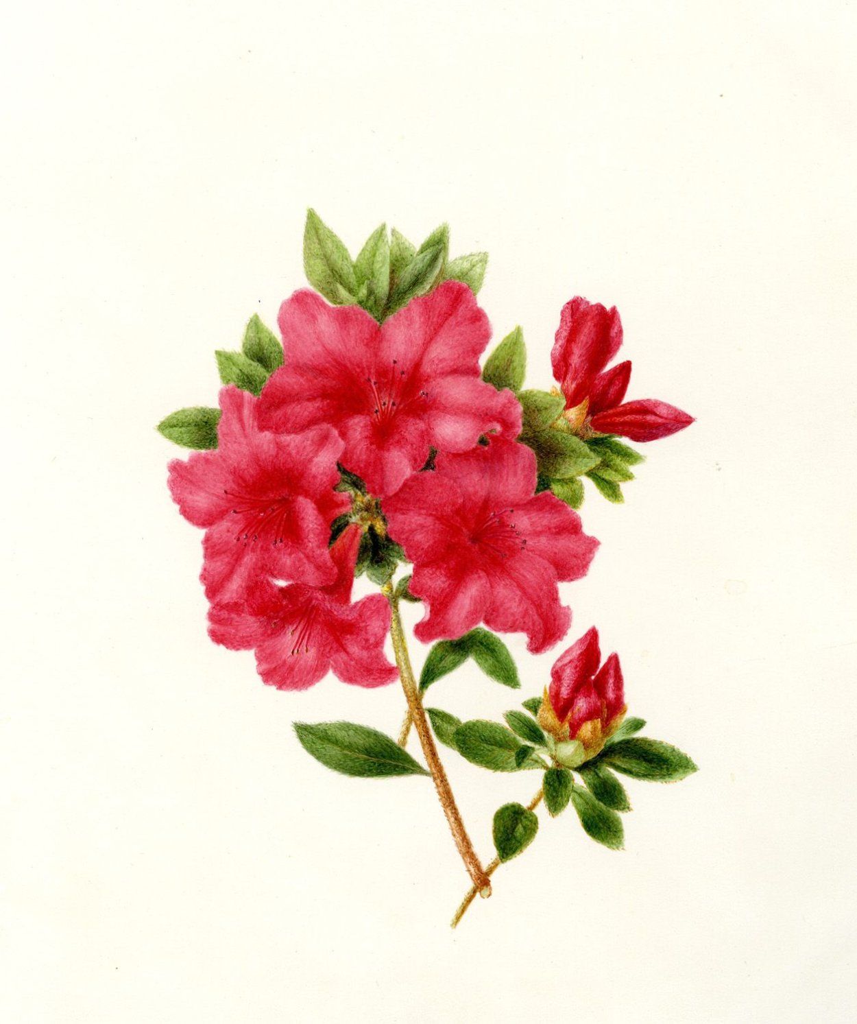 Рододендрон гибридный Эприкот