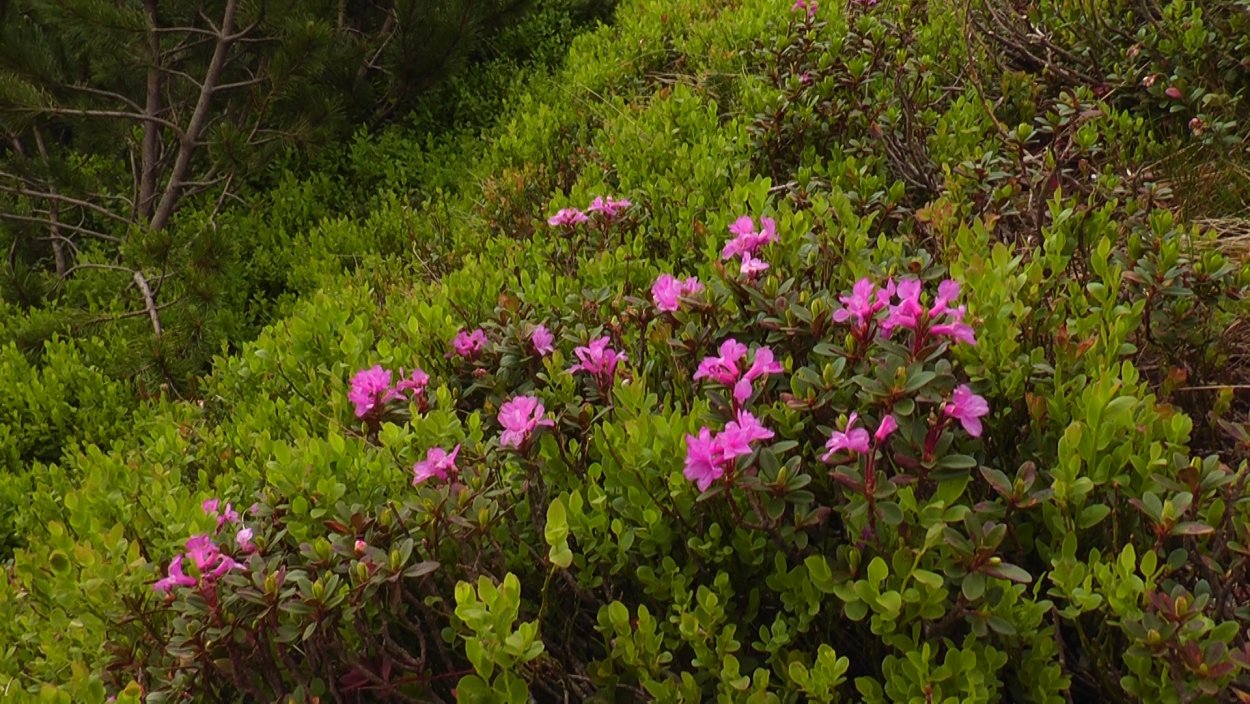Саган дайля куст