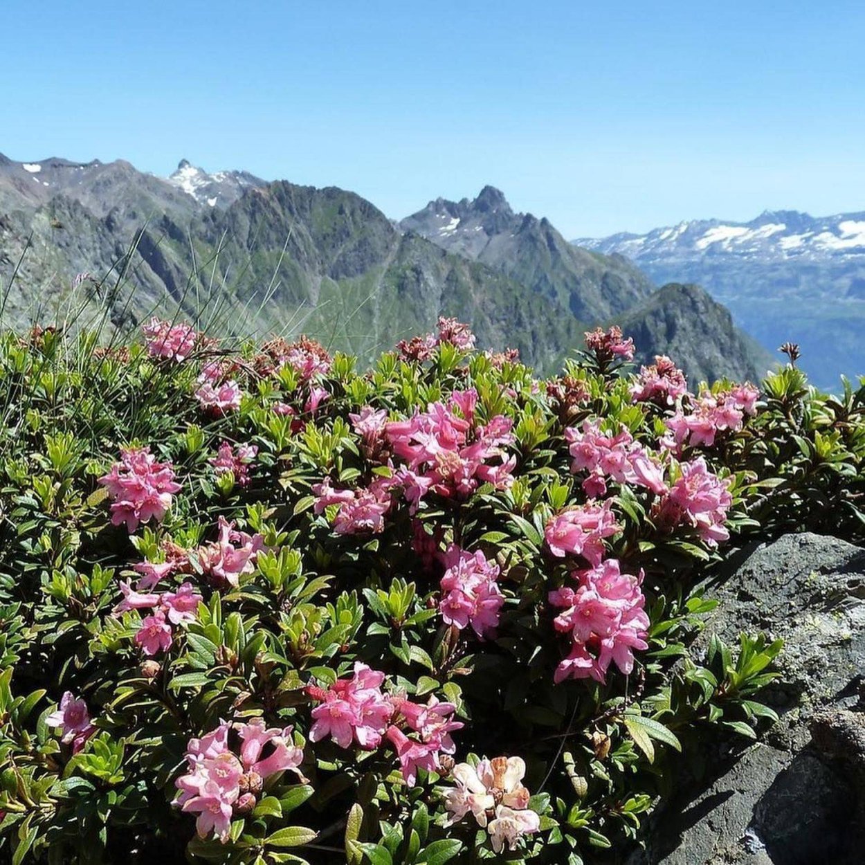 Рододендрон Pohjola's daughter