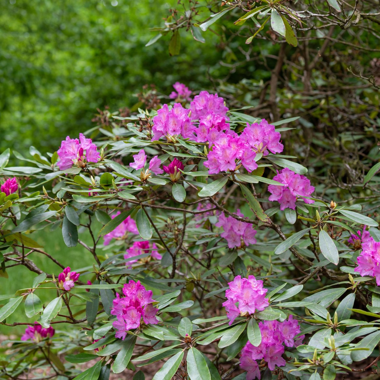 Эстетика природы цветов
