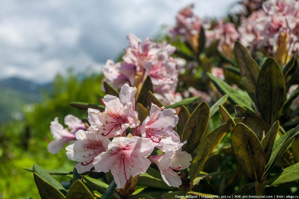 Рододендрон Саган дайля