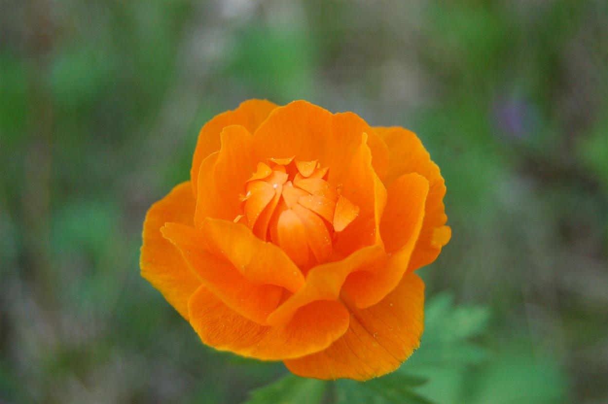 Огоньки купальница