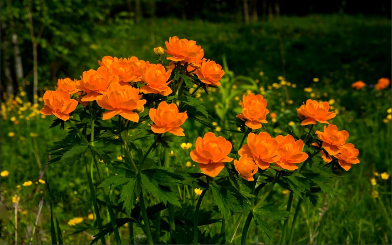 Сибирская купальница жарки