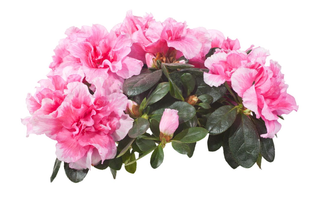 Рододендрон раскраска