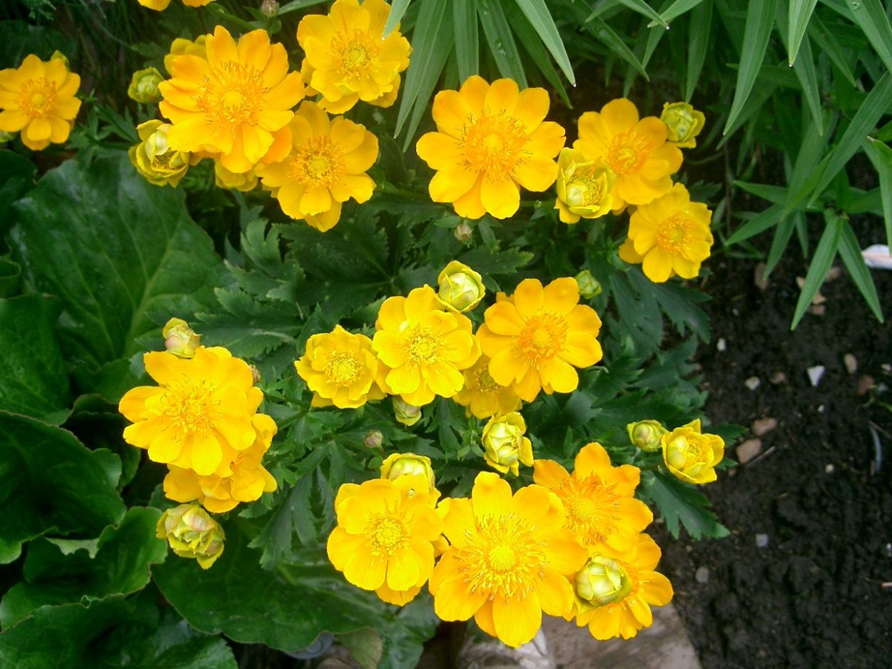 Огонёк многолетник