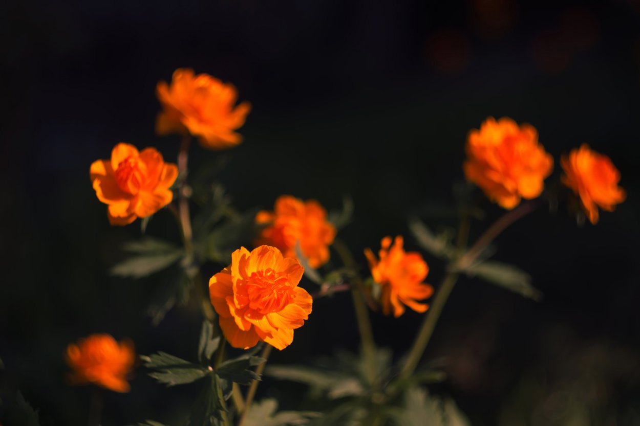 Красный огонек цветок