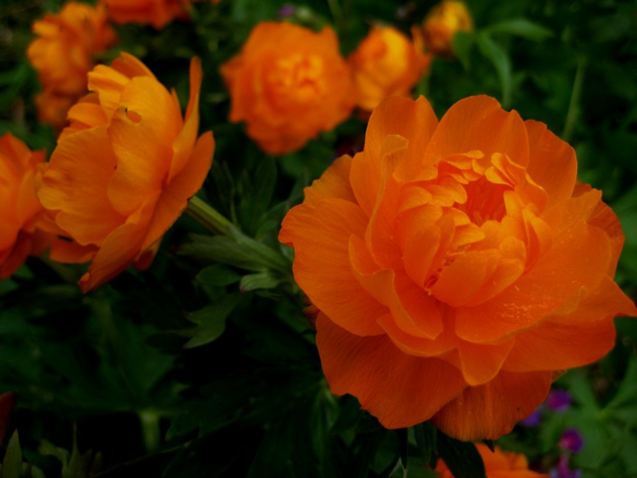 Огоньки - Сибирские розы