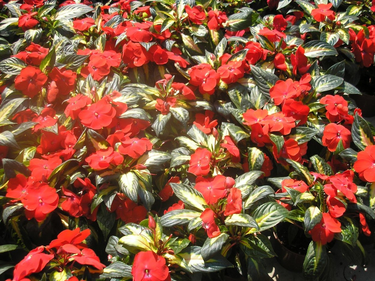 Мокрый Ванька цветок уличный