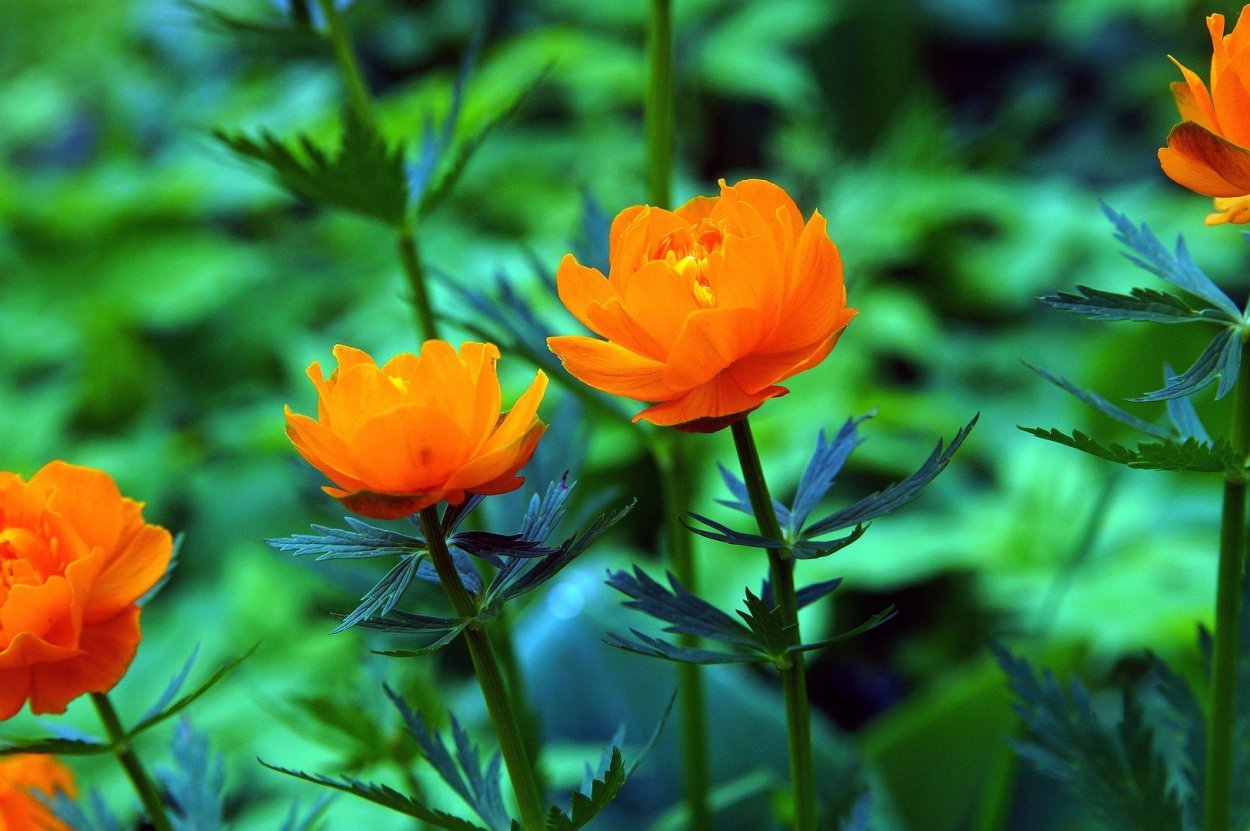 Купальница европейская