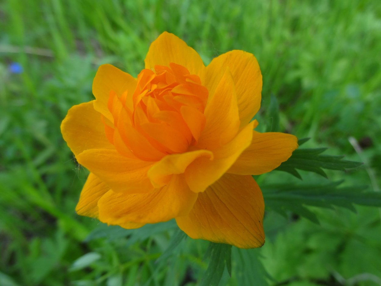 Огоньки - Сибирские розы