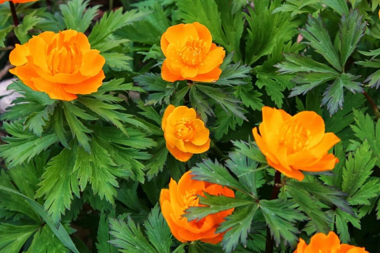 Купальница Сибирская