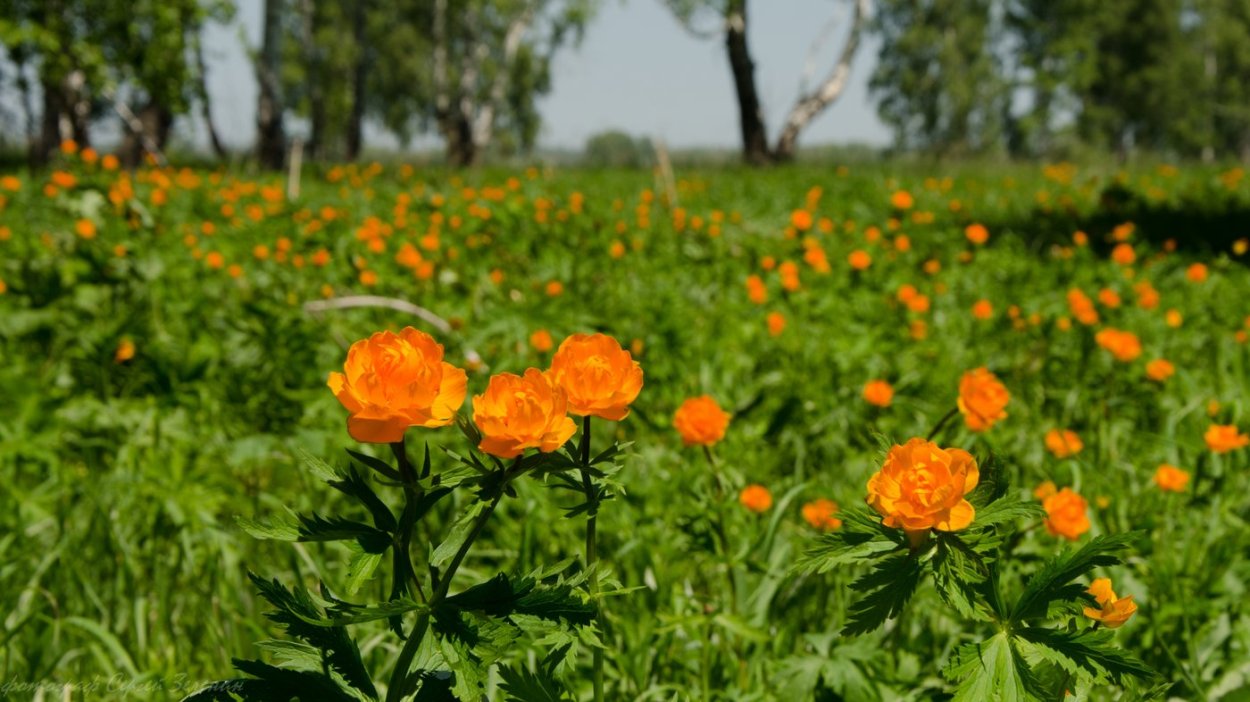 Цветение Жарков