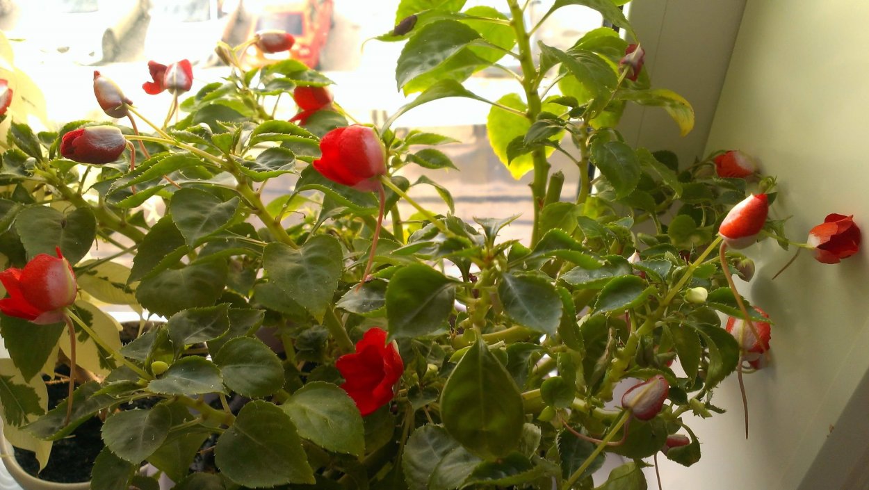 Огонёк цветок Ванька мокрый