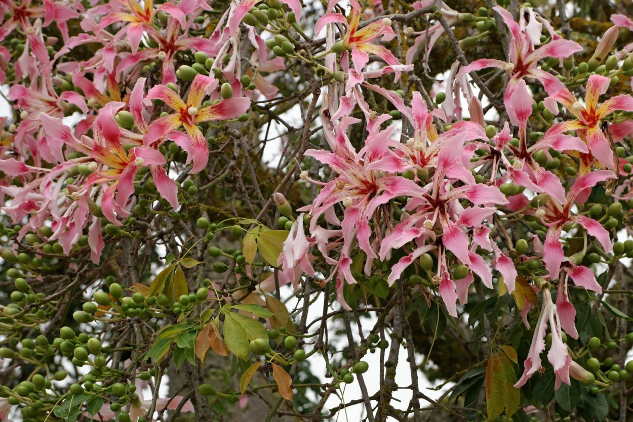 Сейба великолепная цветы