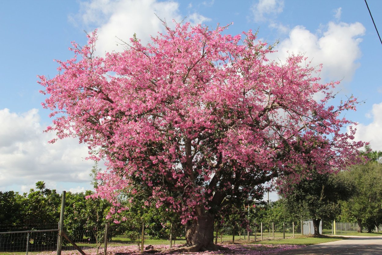Chorisia speciosa Хоризия
