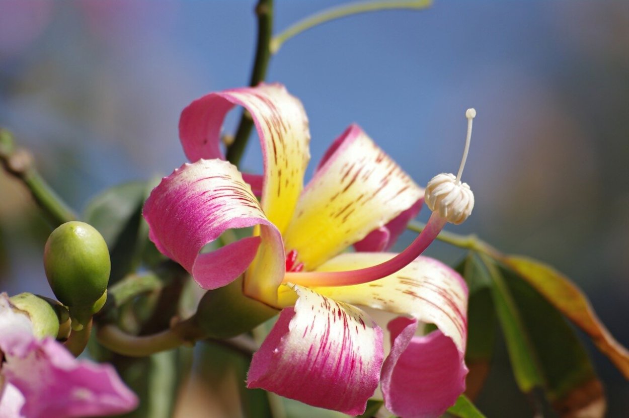 Pink Silk Tree Chorisia
