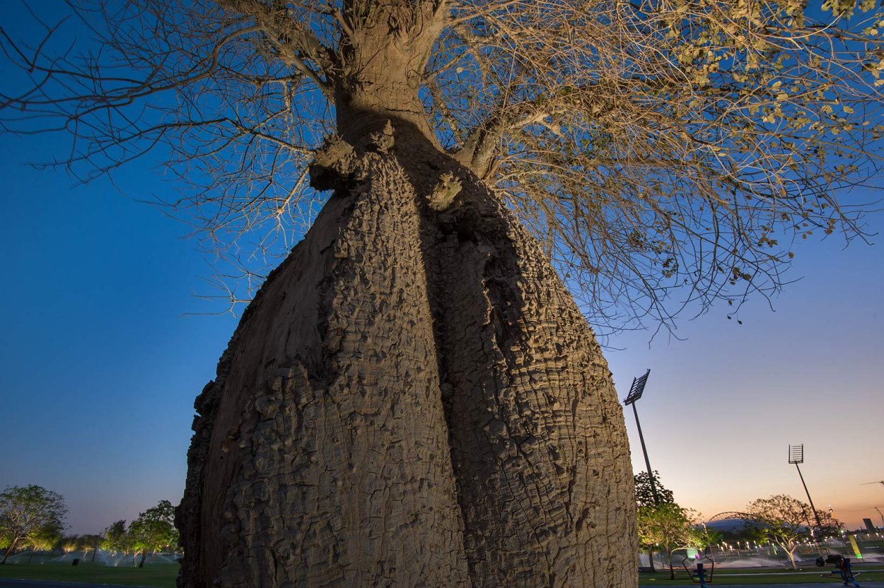 Сейба великолепная дерево