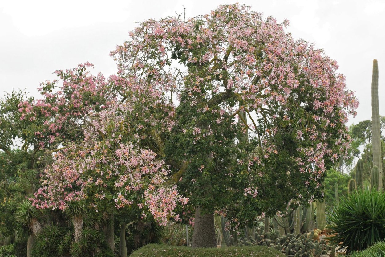 Хоризия великолепная дерево
