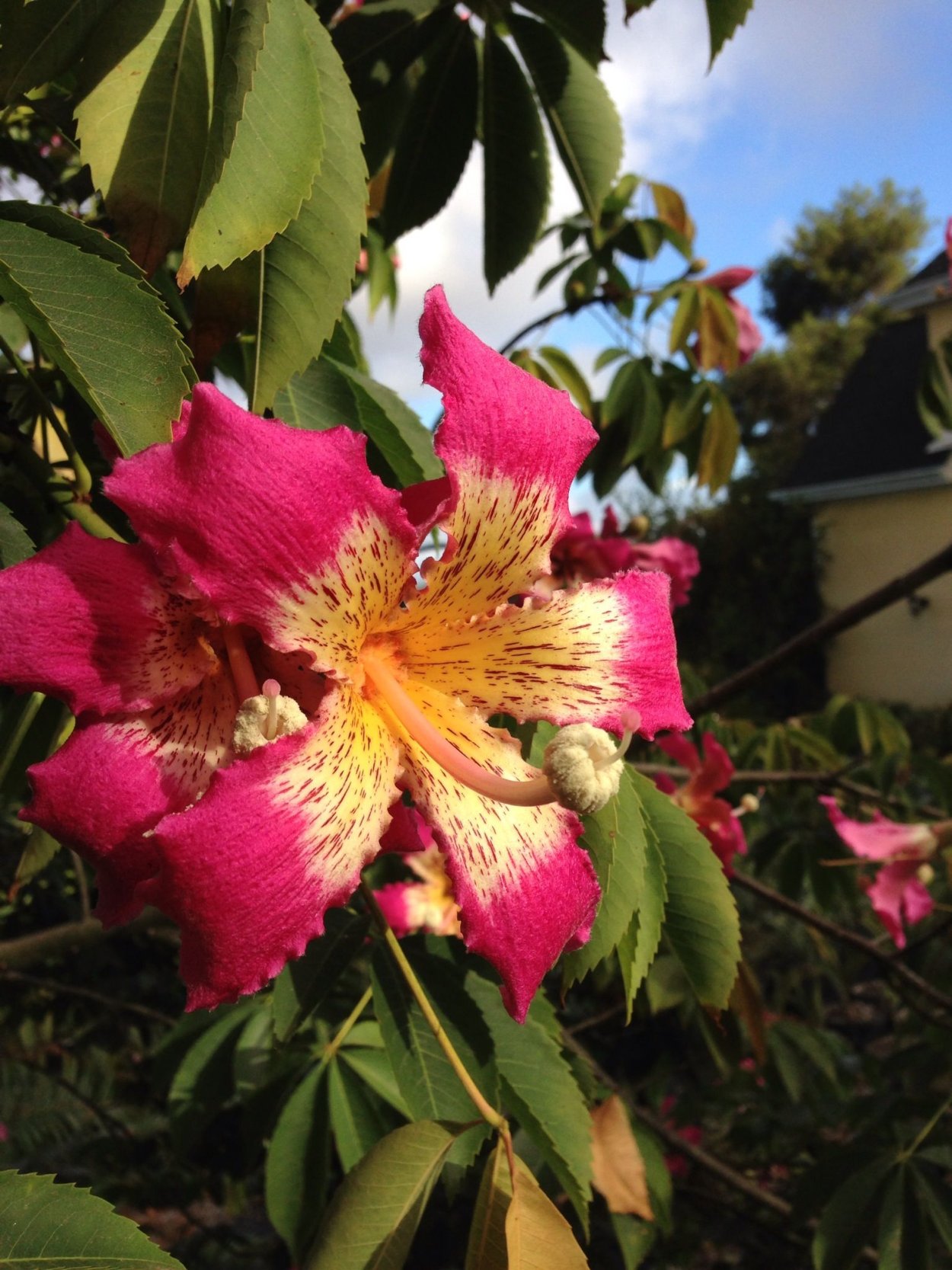 Сейба специоза