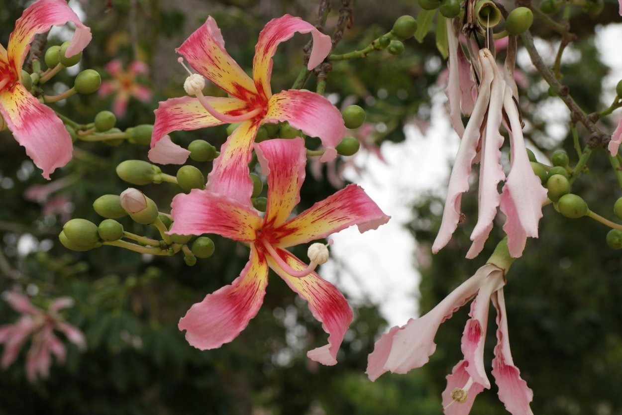 Сейба великолепная дерево
