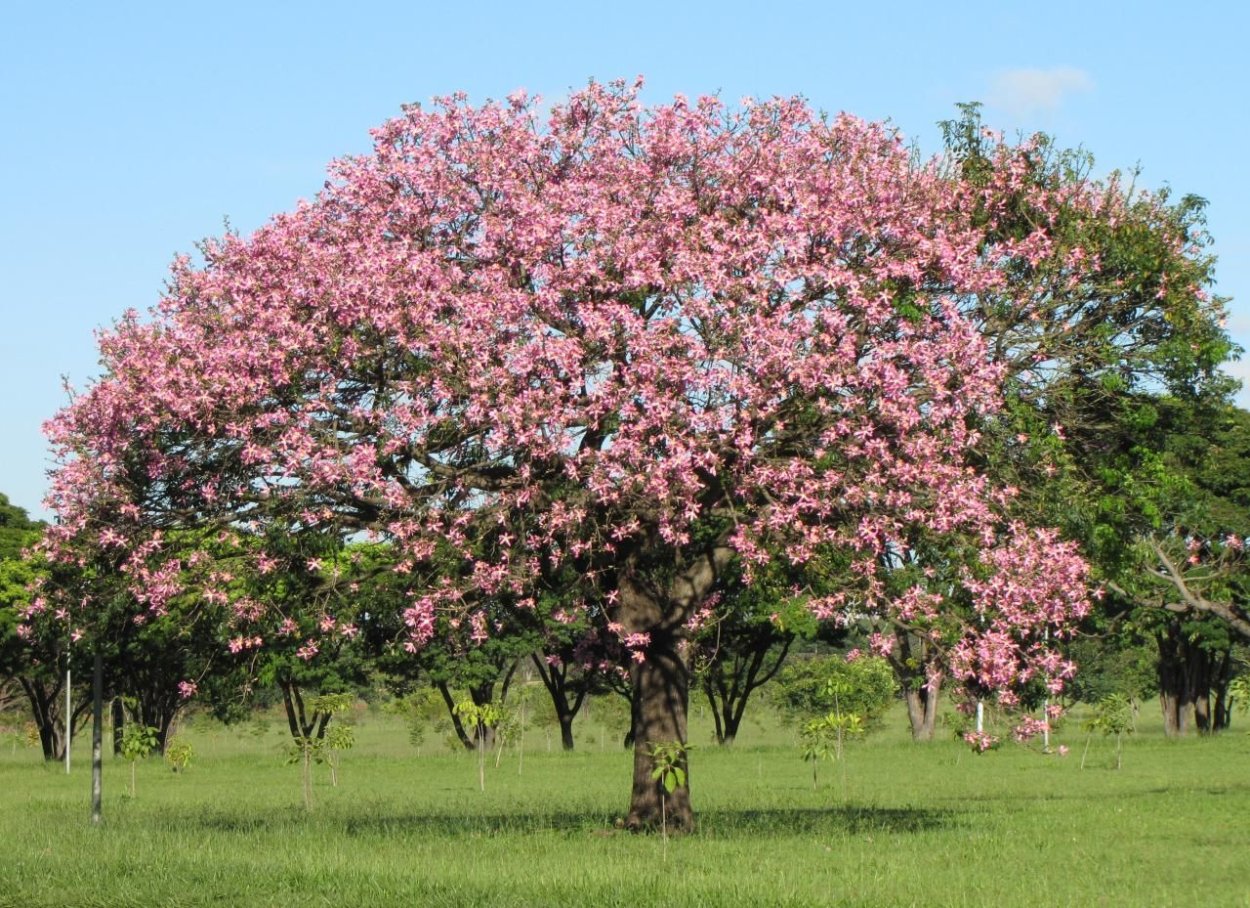 Chorisia speciosa Хоризия