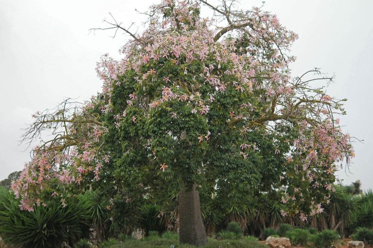 Сейба бонсай