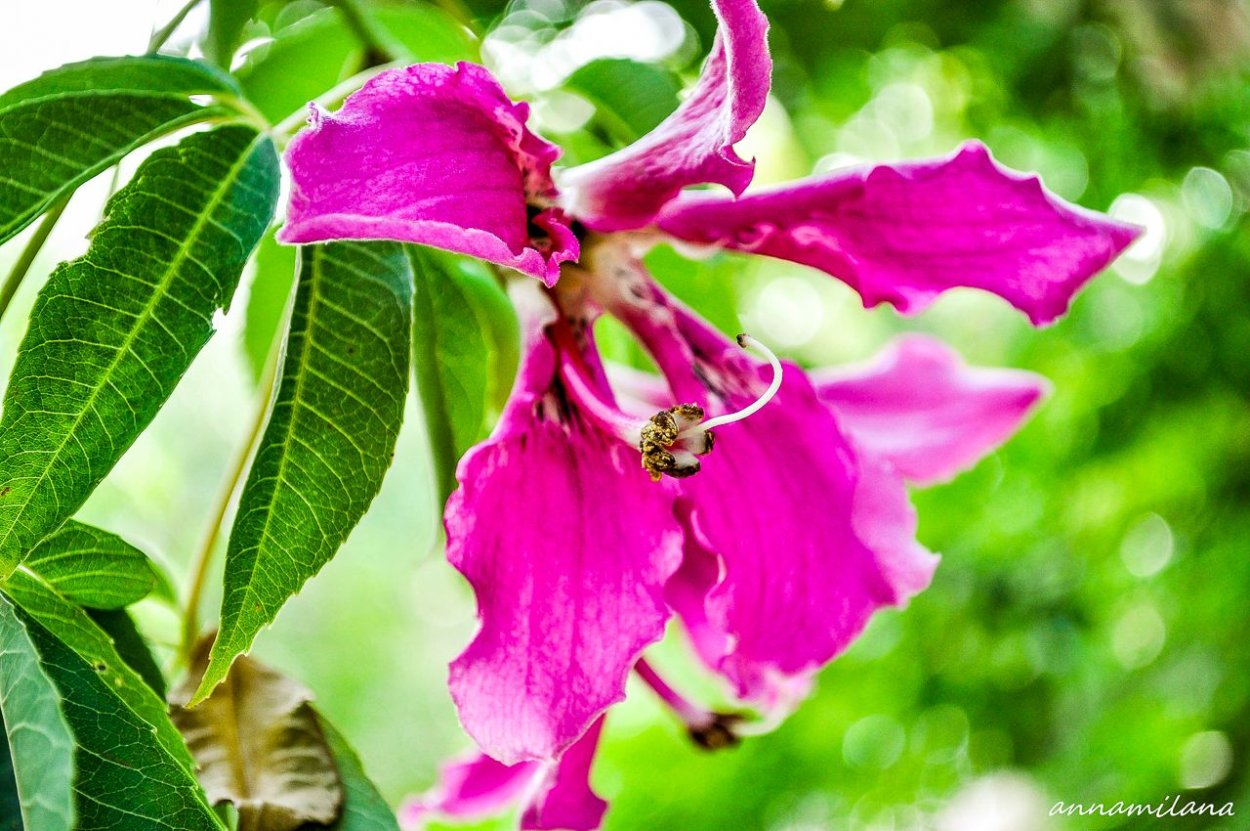 Хоризия дерево