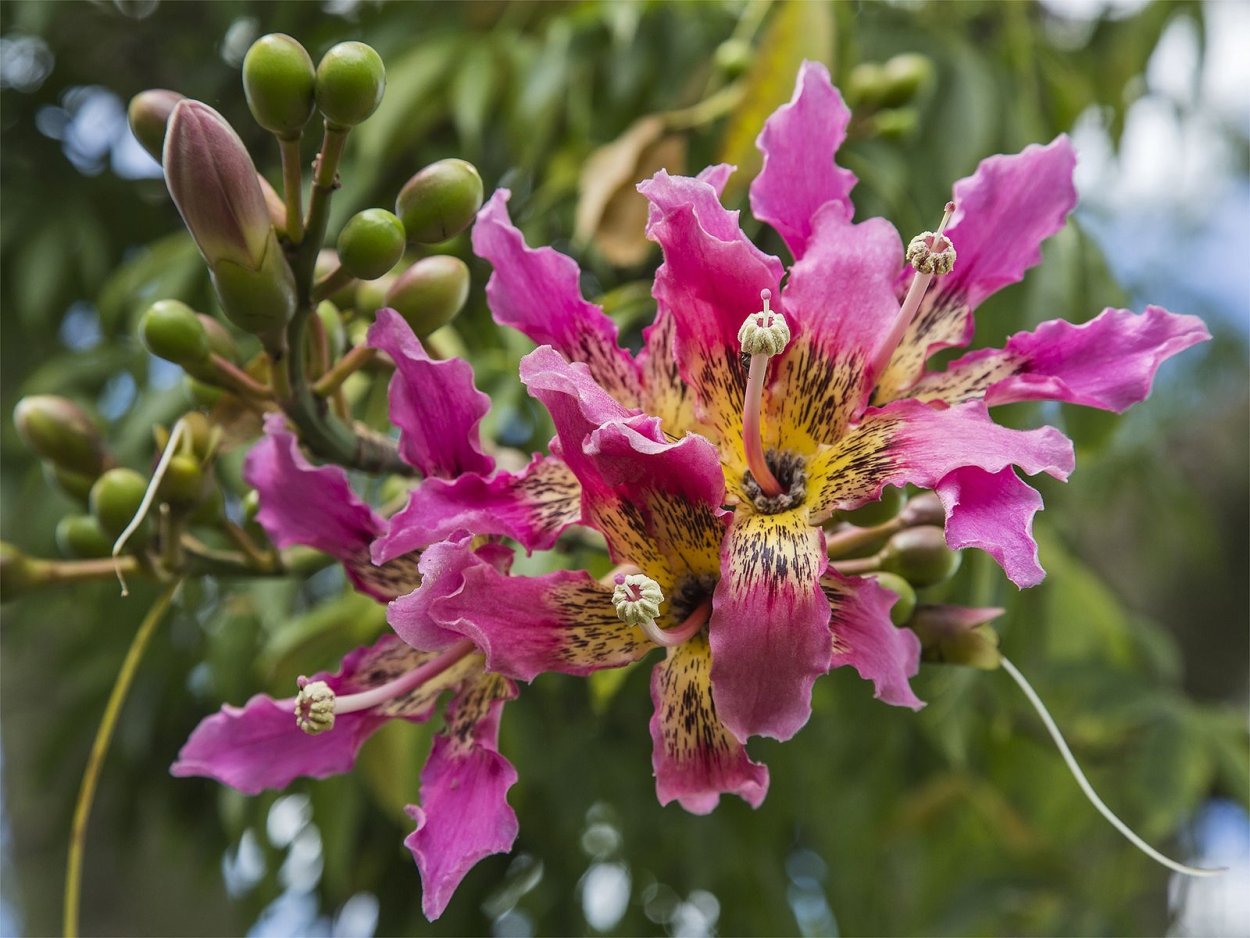 Chorisia speciosa Хоризия