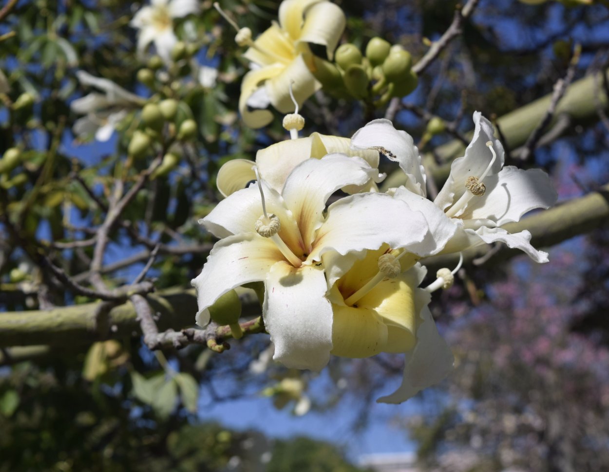 Хоризия великолепная дерево