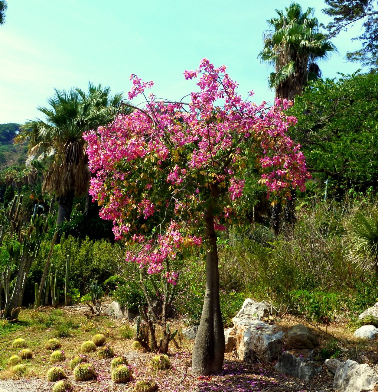 Хлопковое дерево Сейба