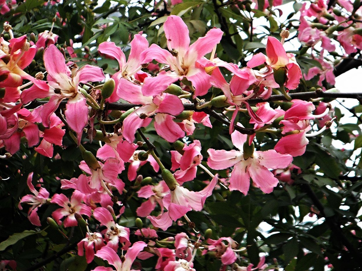 Pink Silk Tree Chorisia