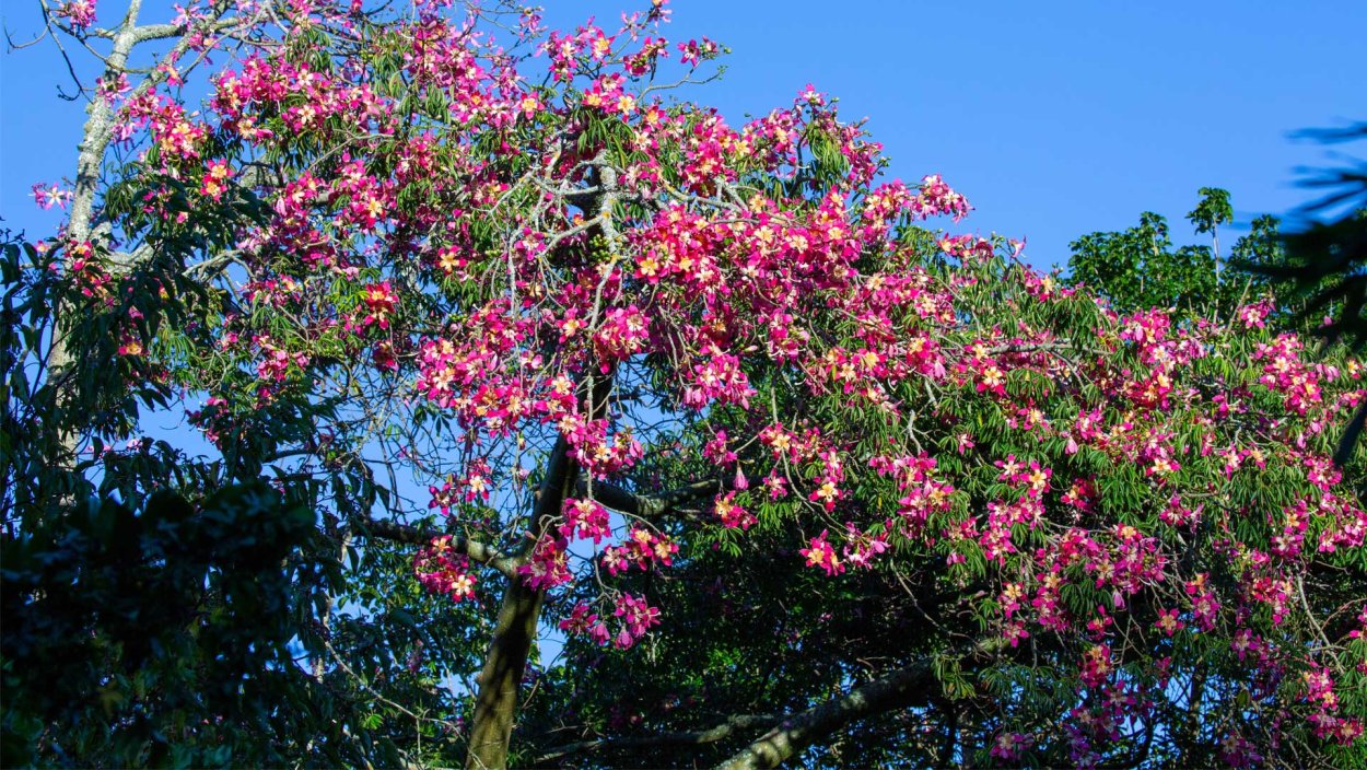 Сейба великолепная