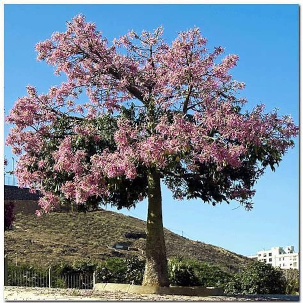 Хоризия великолепная Ceiba speciosa