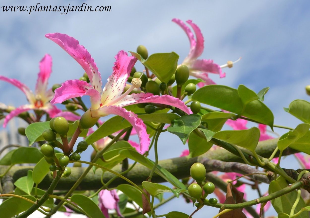 Хоризия Сейба