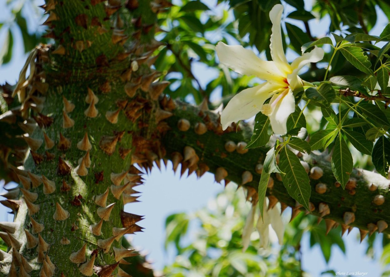 Сейба великолепная