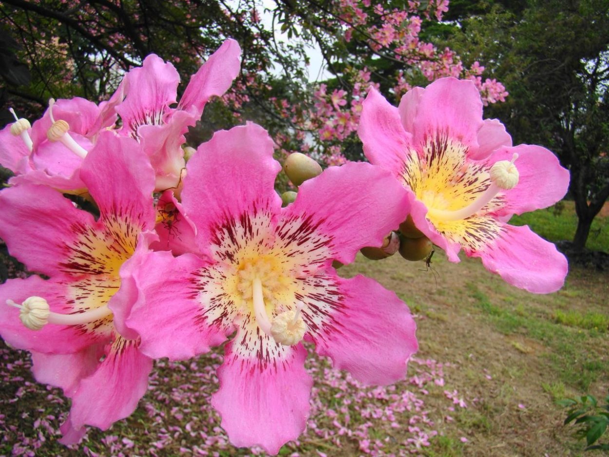 Хоризия великолепная дерево