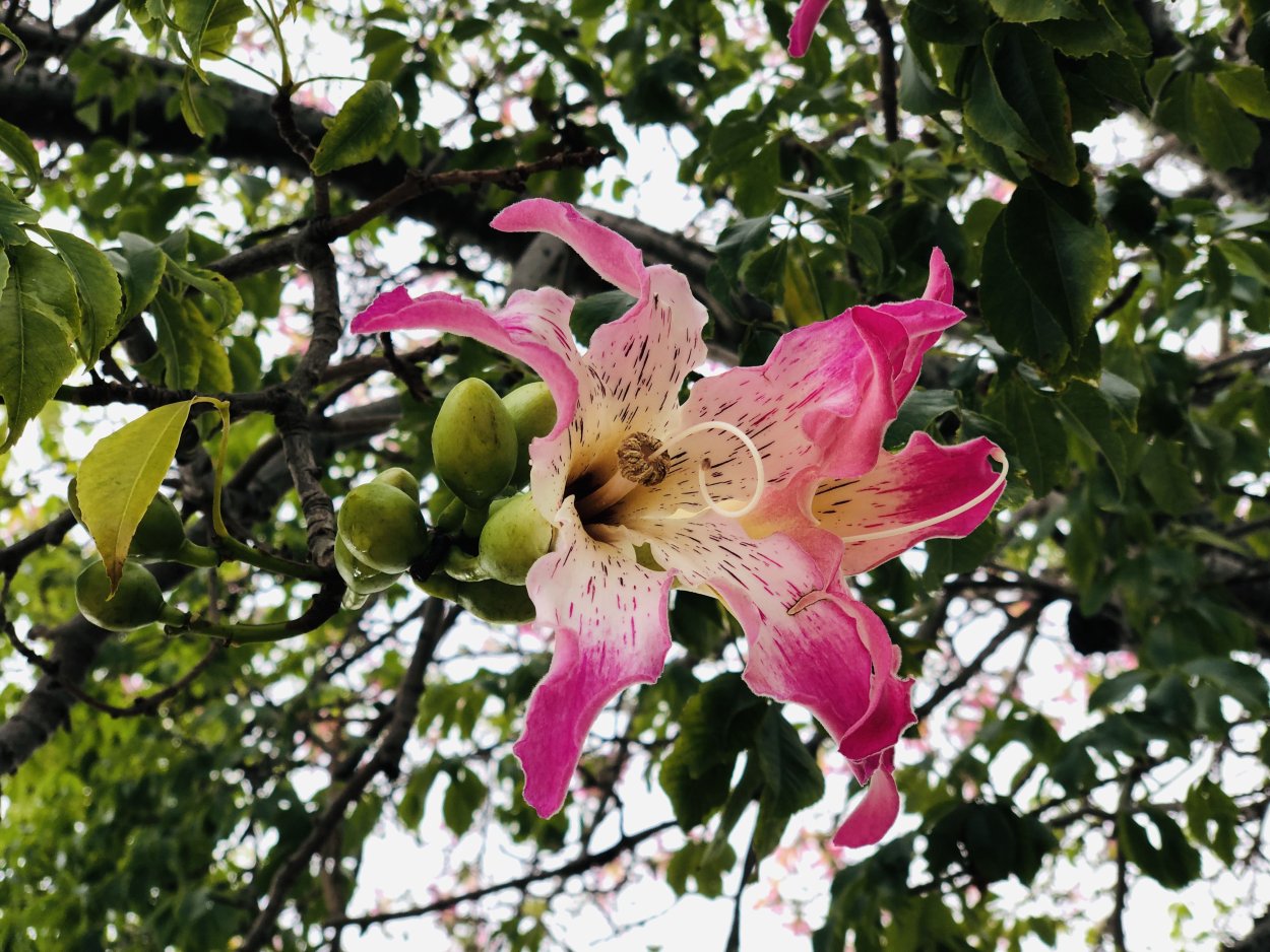 Сейба специоза