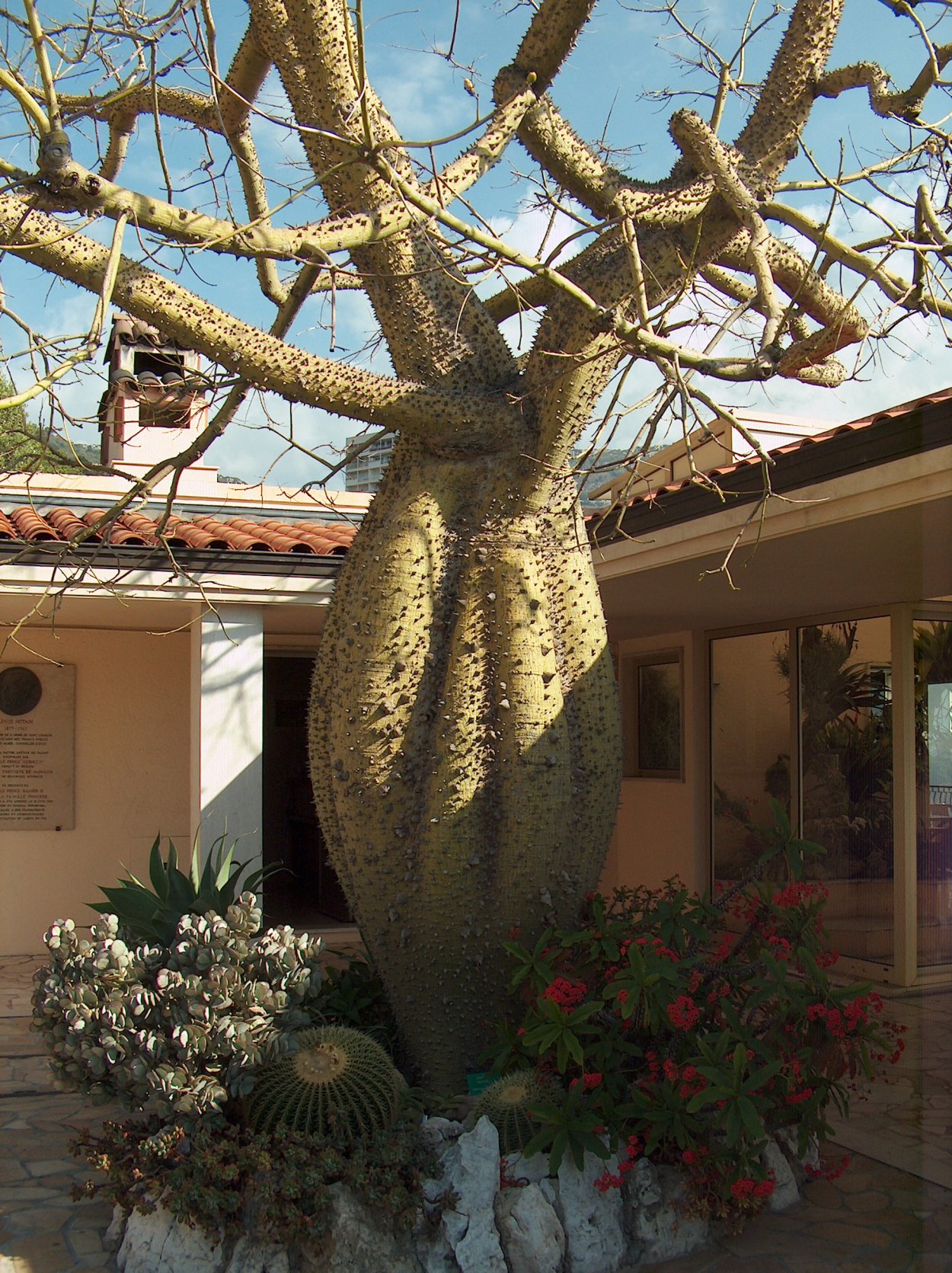 Хоризия замечательная