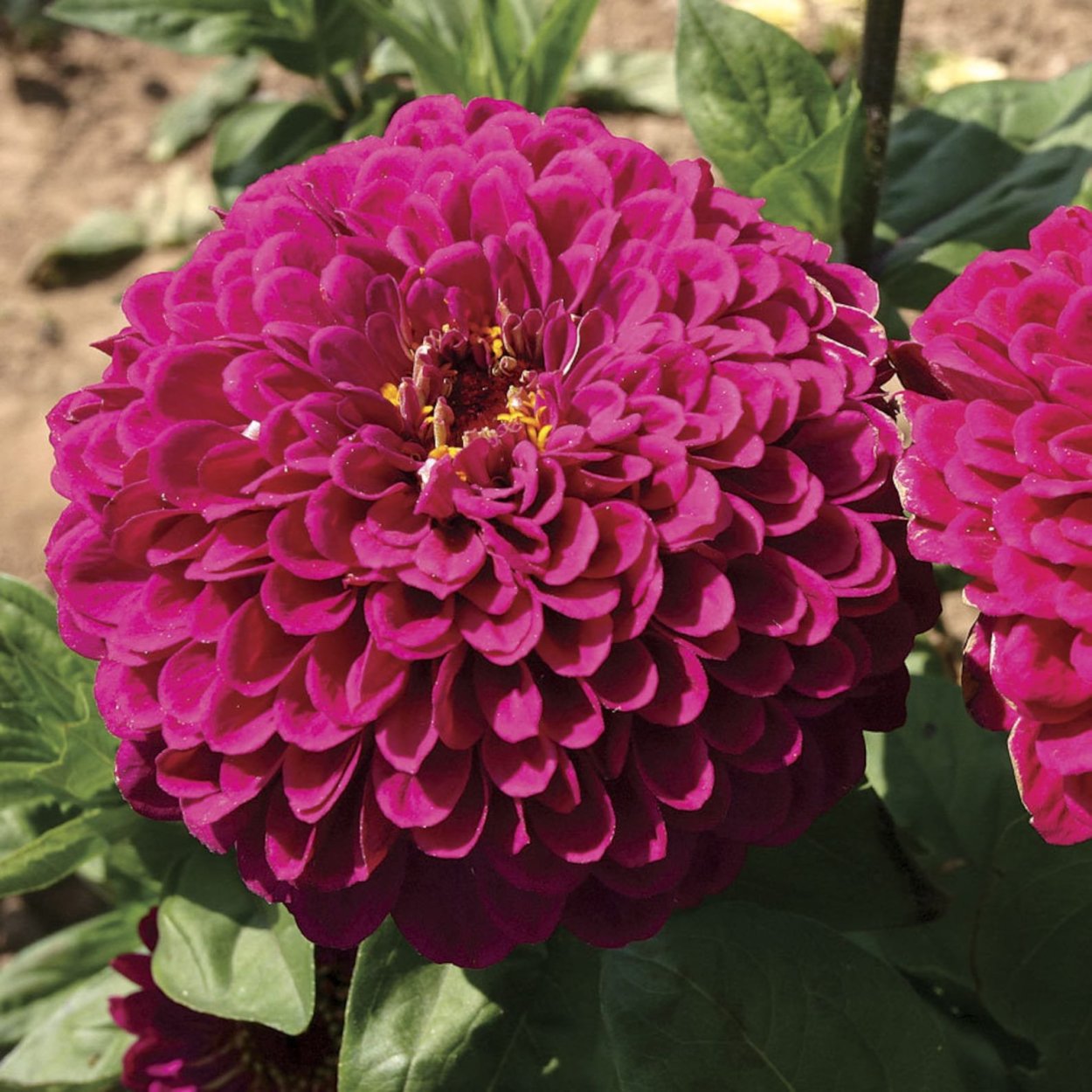 Цинния георгиноцветковая