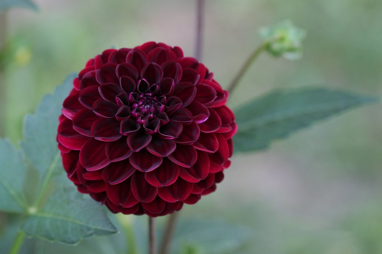 Георгина бургунди