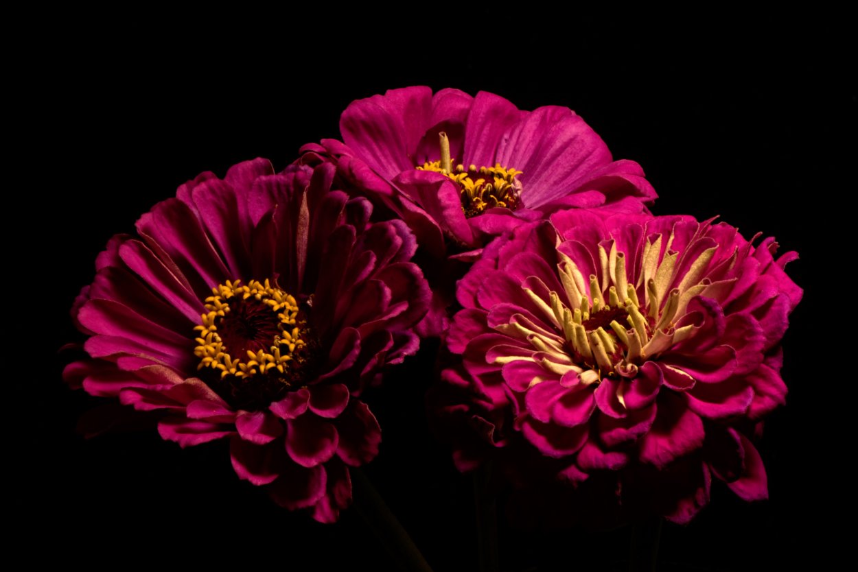 Цветы на черном фоне