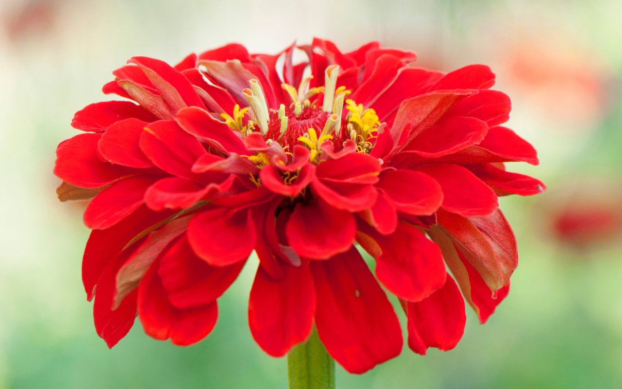 Цинния Хаага красно-Золотая