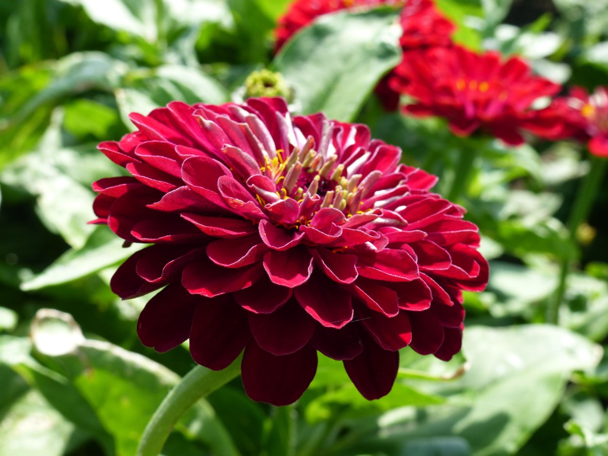 Zinnia elegans
