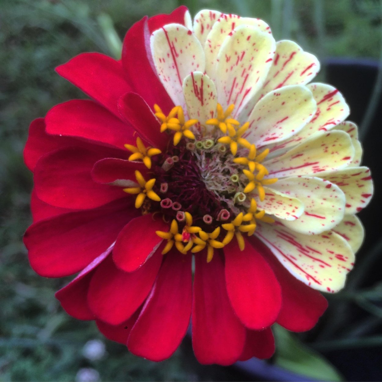 Цинния георгиноцветковая